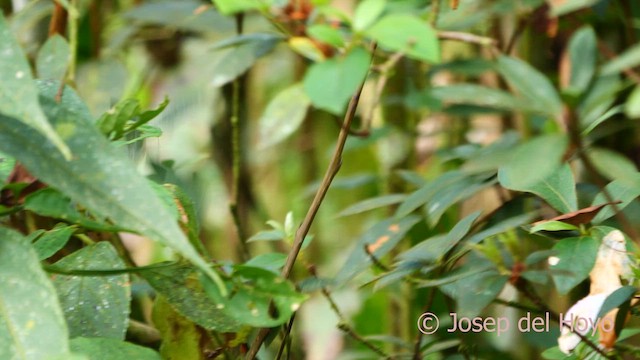 Variable Seedeater - ML620784265