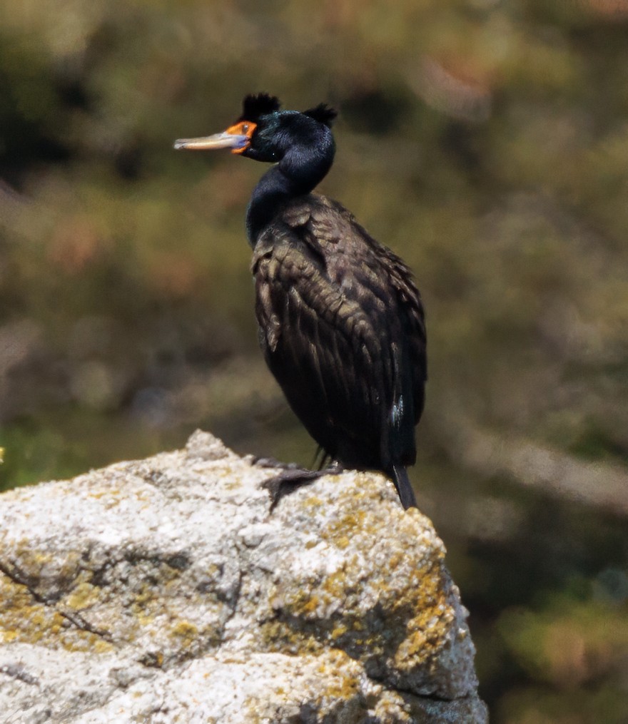 Red-faced Cormorant - ML620784271