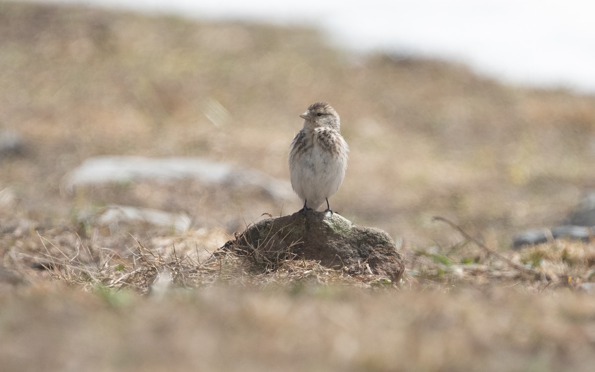 Pardillo Piquigualdo - ML620784300