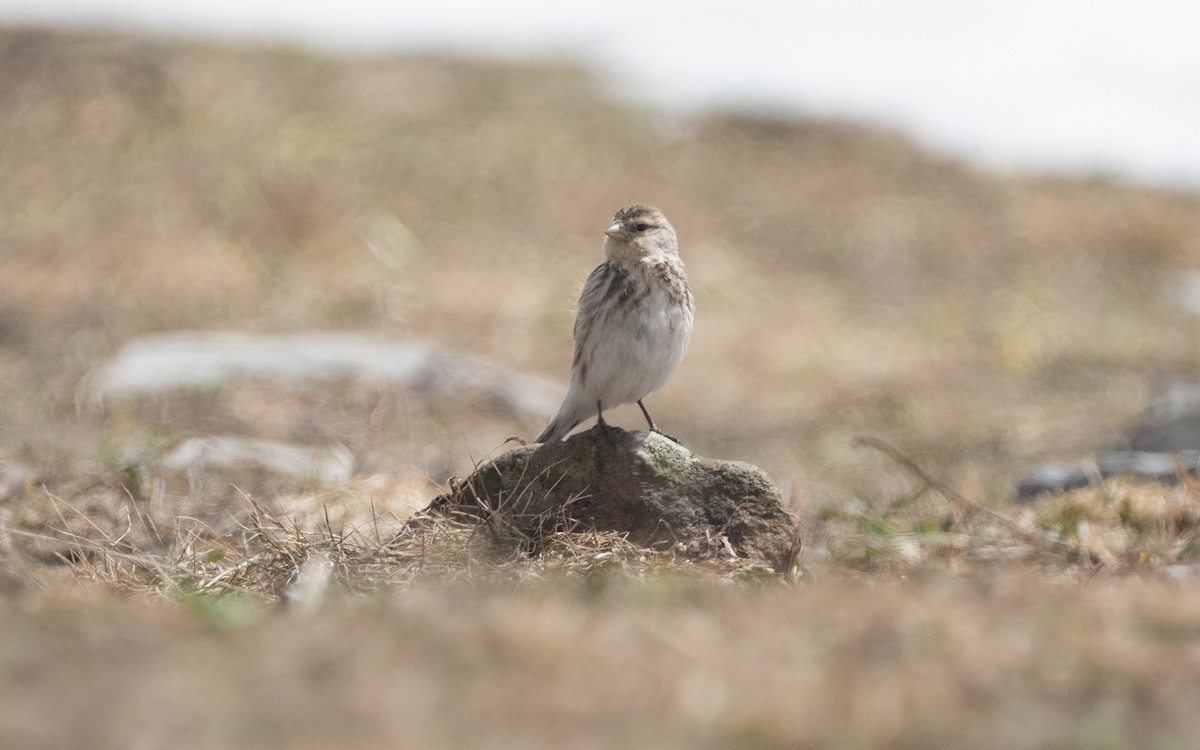 Twite - ML620784301