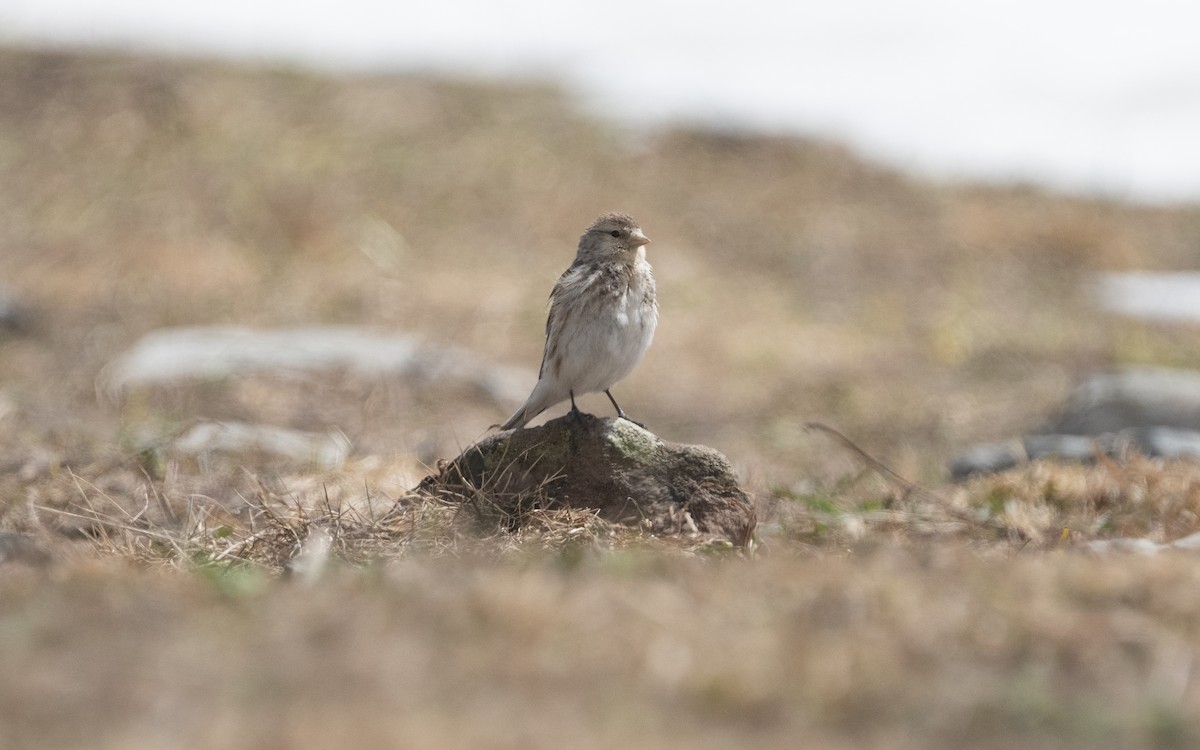 Pardillo Piquigualdo - ML620784302