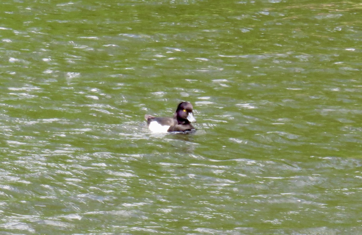 Tufted Duck - ML620784309