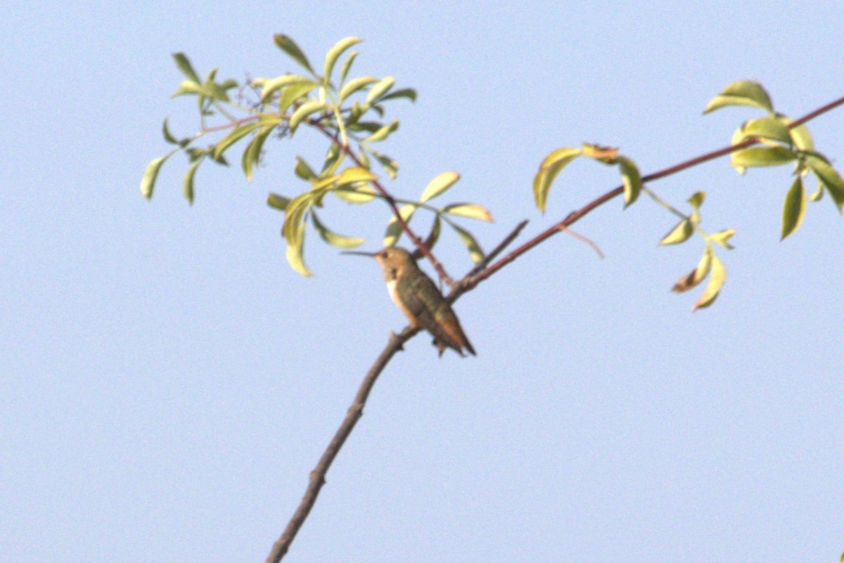 Allen's Hummingbird - ML620784321