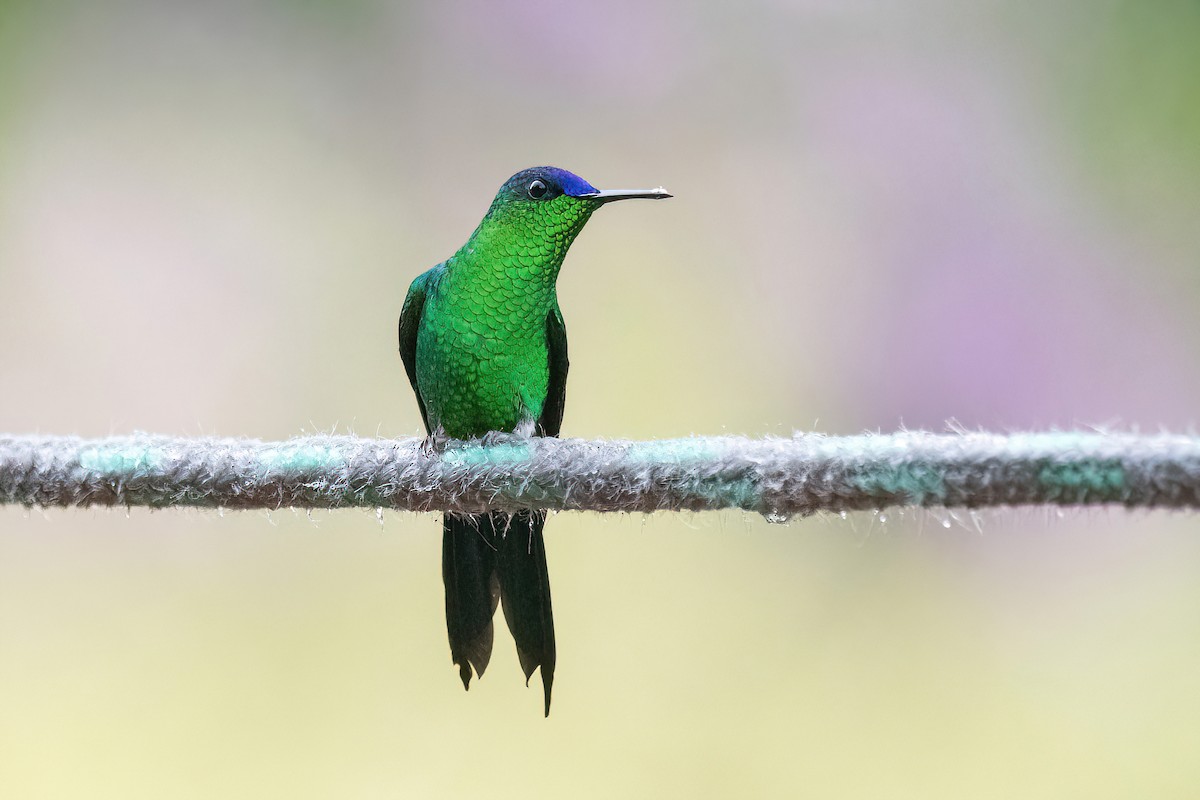 kolibřík fialovotemenný - ML620784335