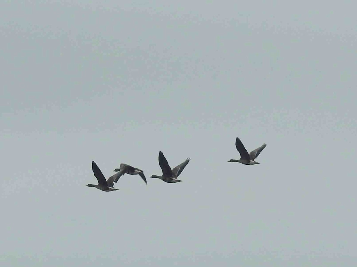 Greater White-fronted Goose - ML620784384