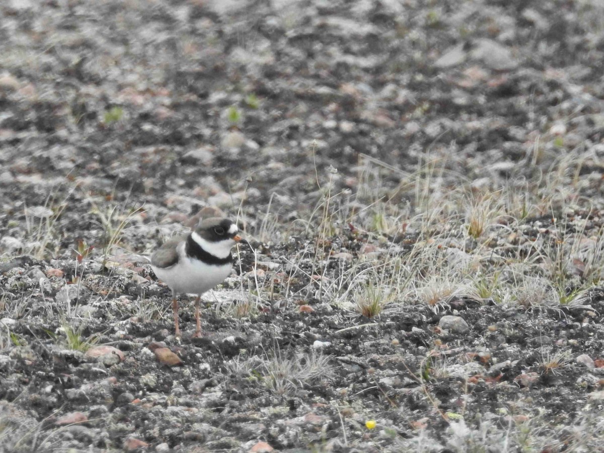 Semipalmated Plover - ML620784388