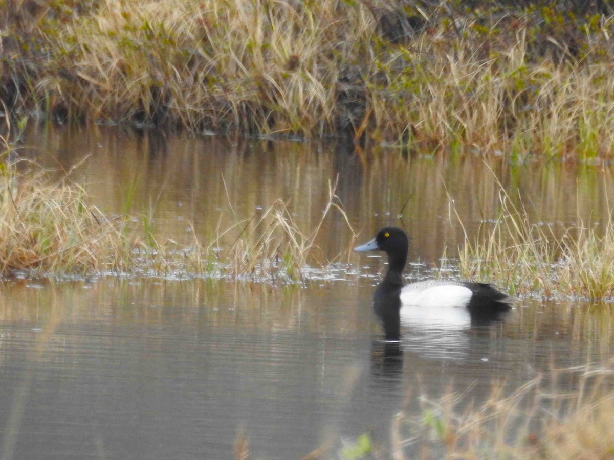 Greater Scaup - ML620784392