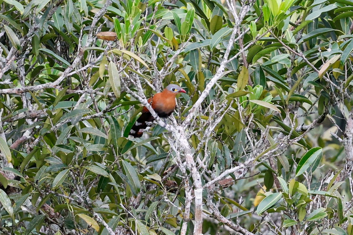 Black-bellied Cuckoo - ML620784399