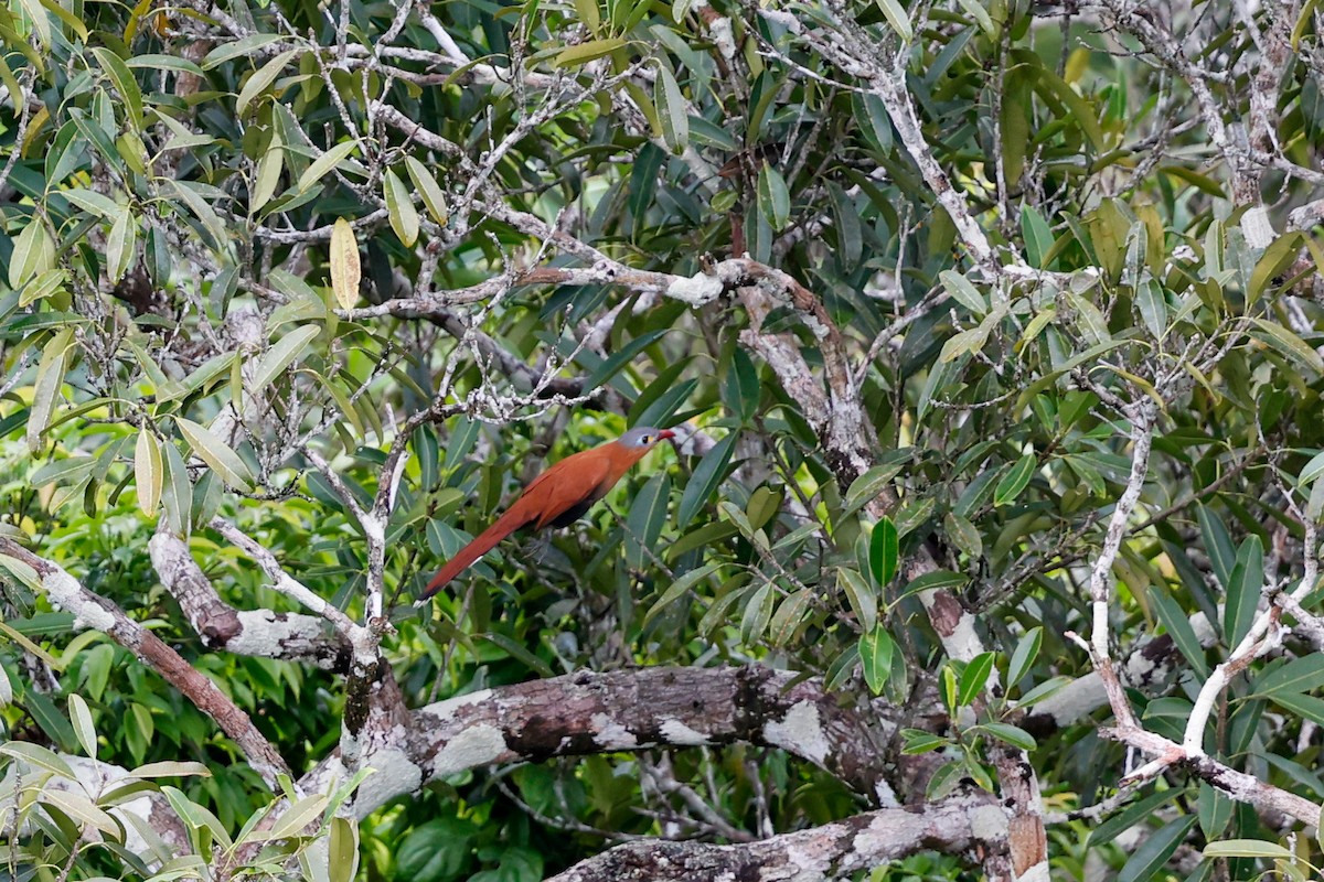 Black-bellied Cuckoo - ML620784400