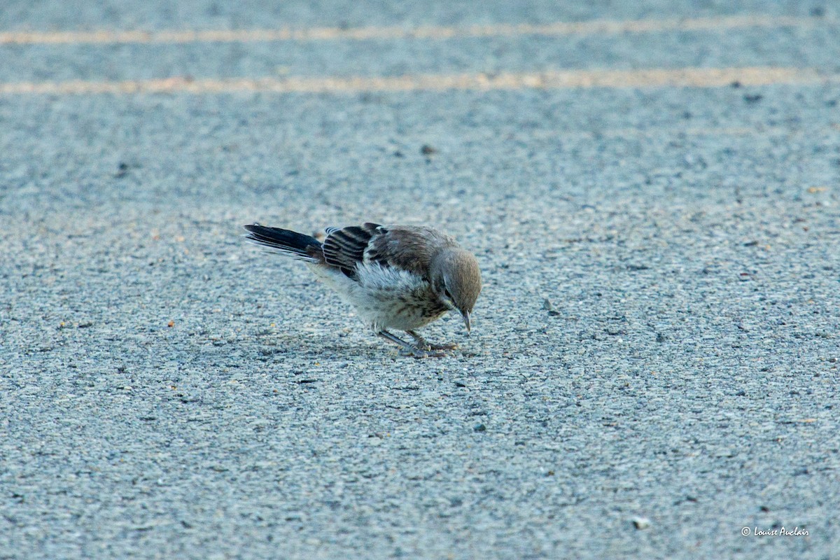 Northern Mockingbird - Louise Auclair