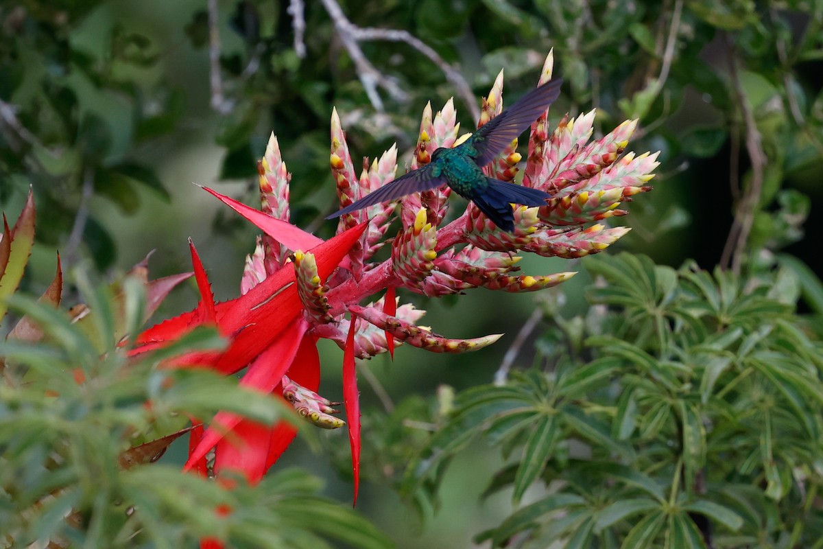 kolibřík nymfový - ML620784414
