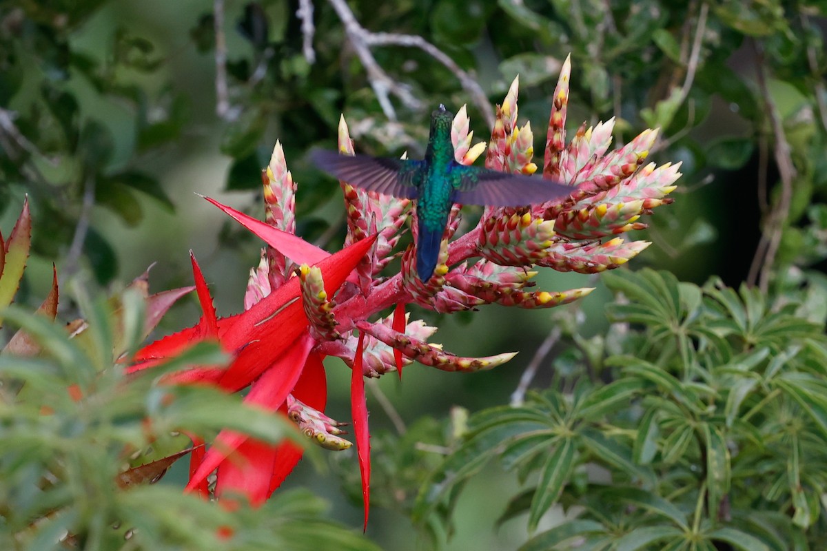 kolibřík nymfový - ML620784415