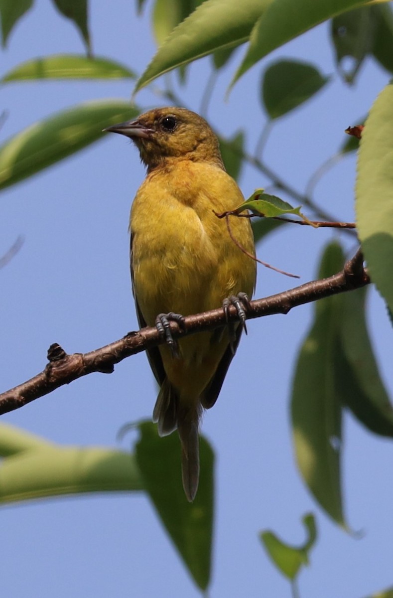 Orchard Oriole - ML620784417