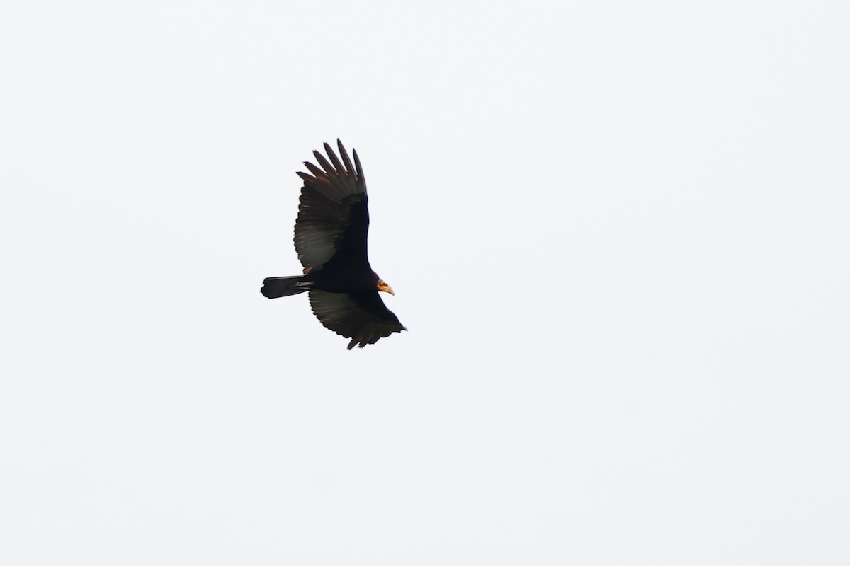 Greater Yellow-headed Vulture - ML620784419