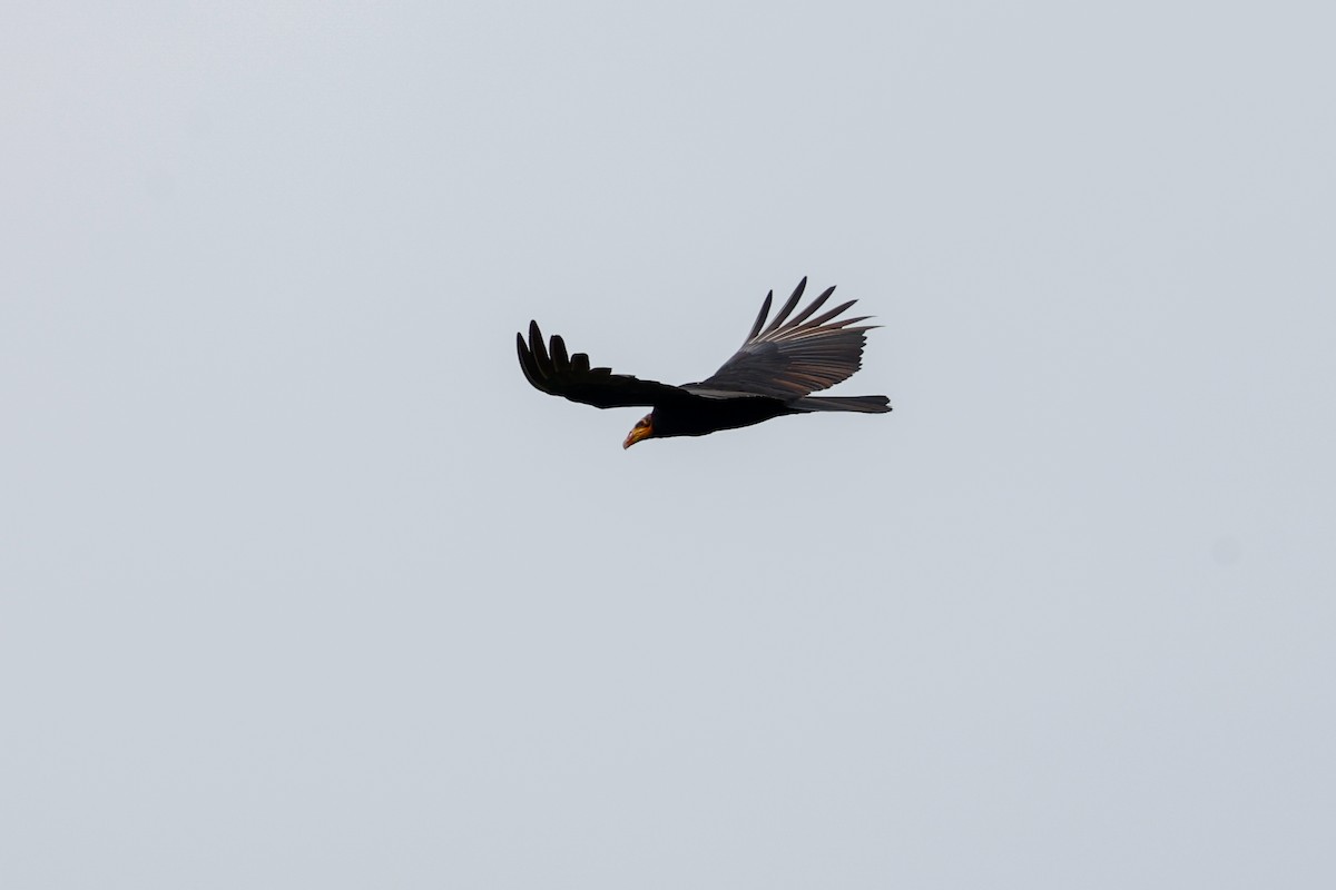 Greater Yellow-headed Vulture - ML620784420