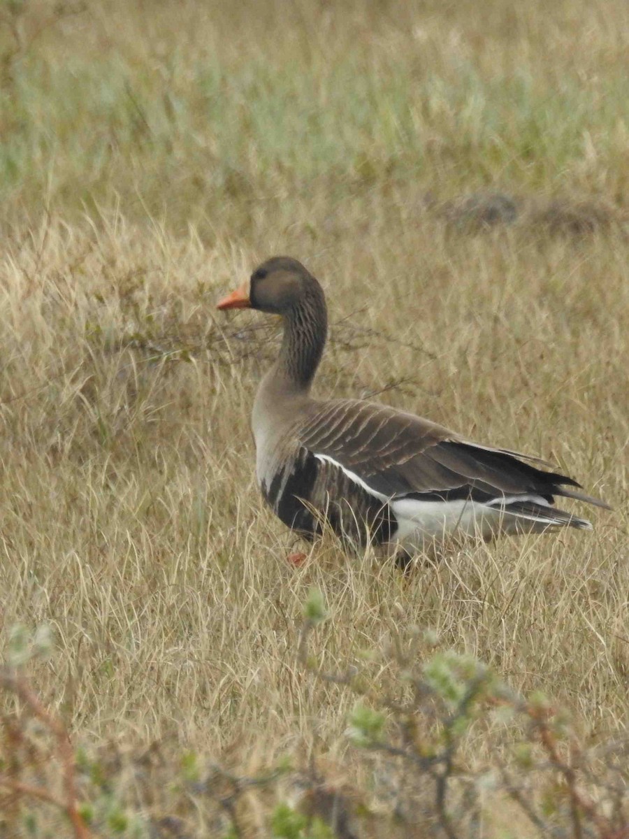 Greater White-fronted Goose - ML620784441