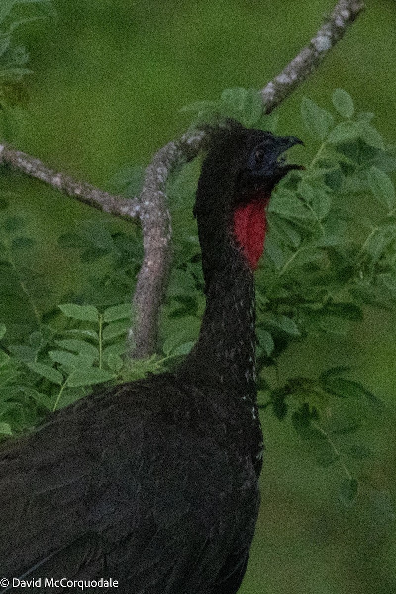 Crested Guan - ML620784450