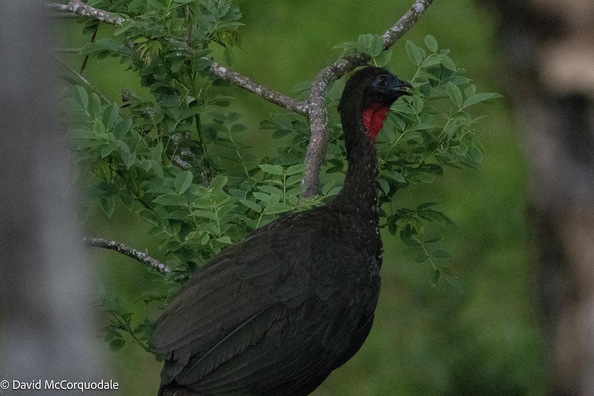 Crested Guan - ML620784451