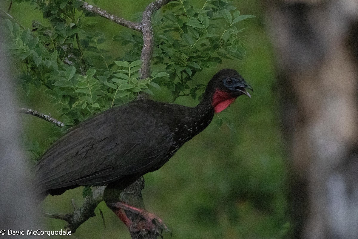 Crested Guan - ML620784452