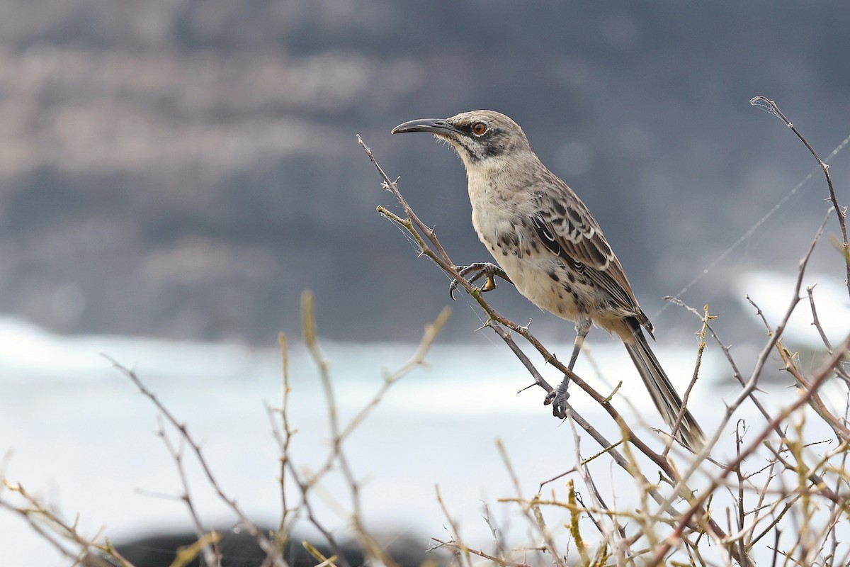 Española Mockingbird - ML620784455