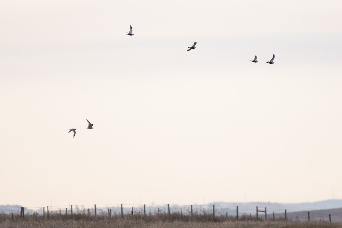 Black-bellied Sandgrouse - ML620784456