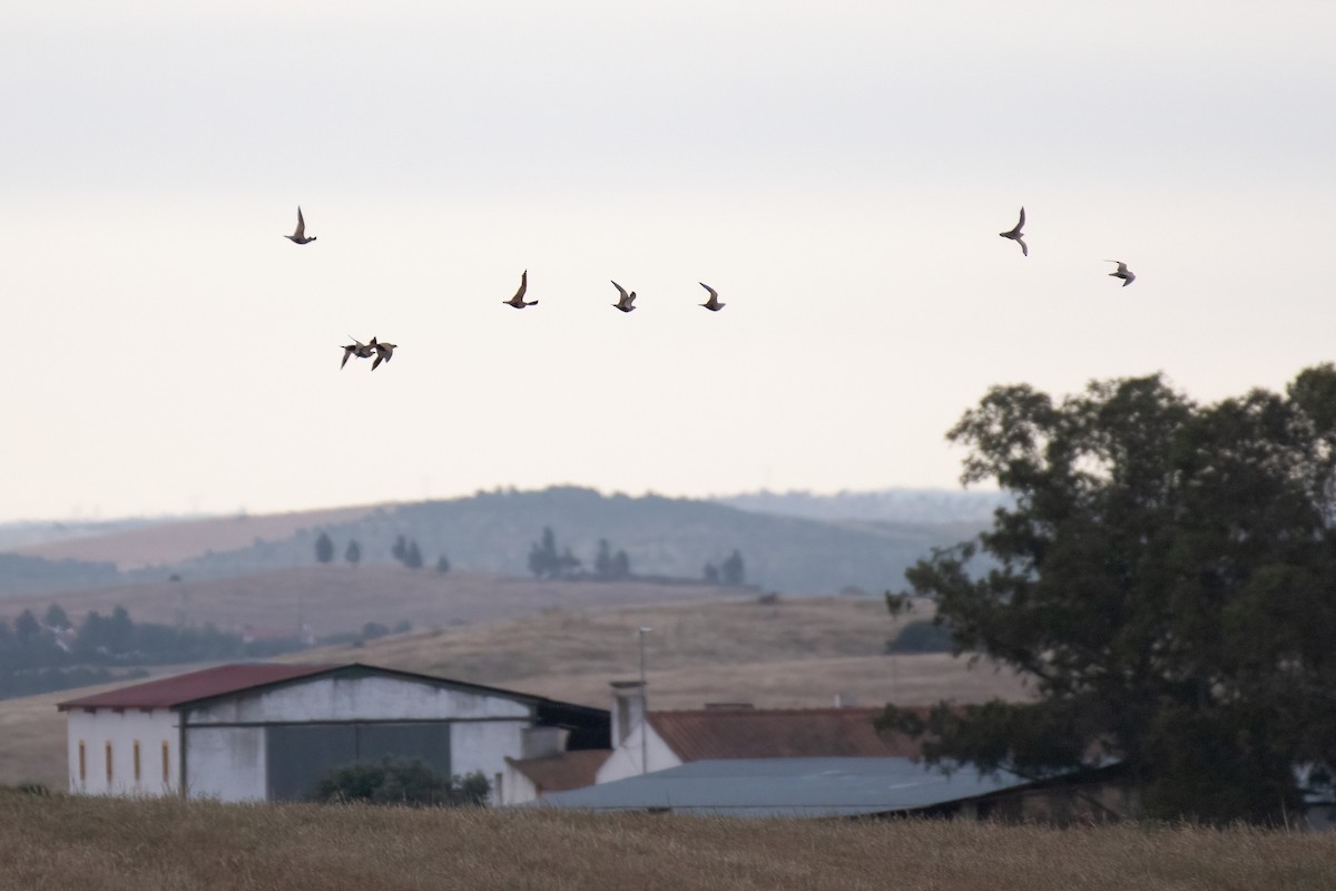 Black-bellied Sandgrouse - ML620784457