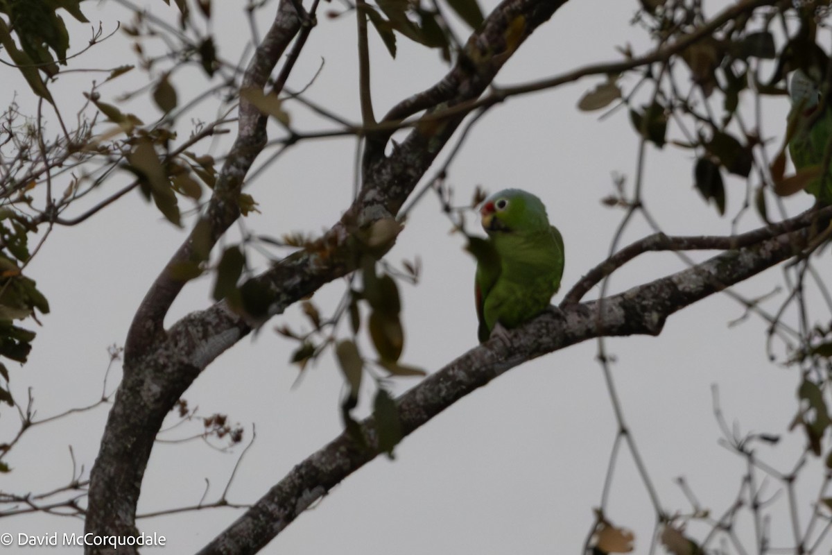 Red-lored Parrot - ML620784459