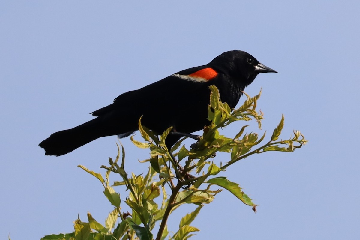 Red-winged Blackbird - ML620784462