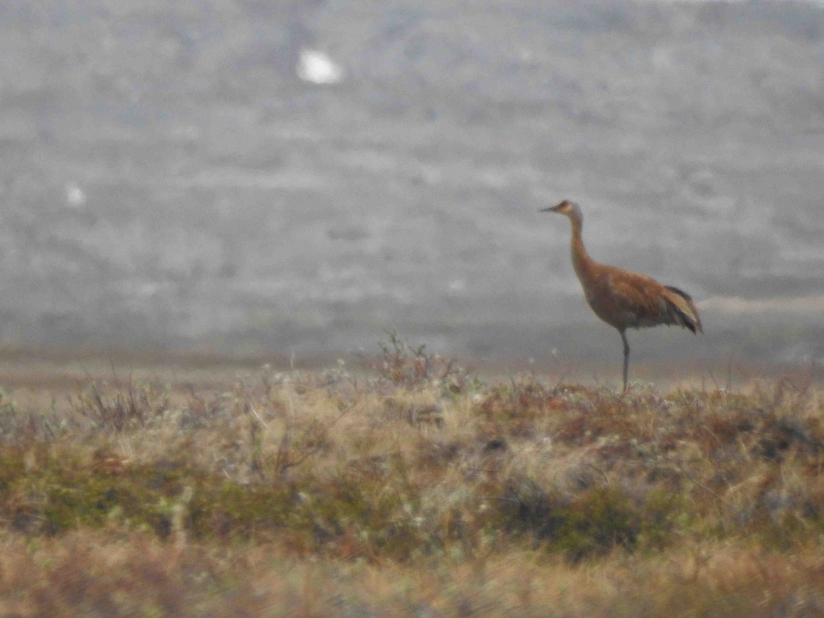 Sandhill Crane - ML620784463