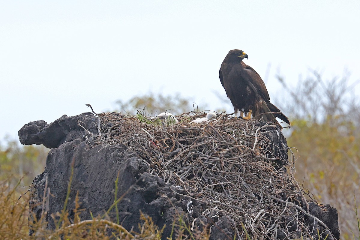 Galápagosbussard - ML620784469