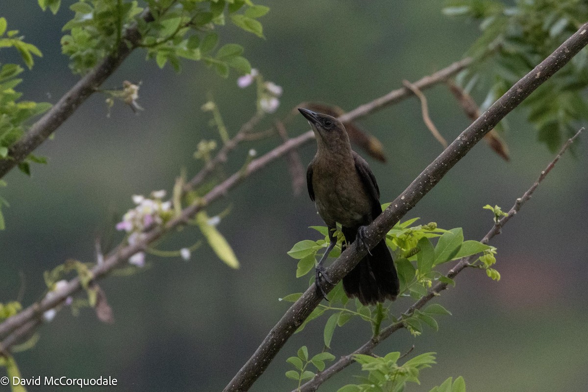 Great-tailed Grackle - ML620784484