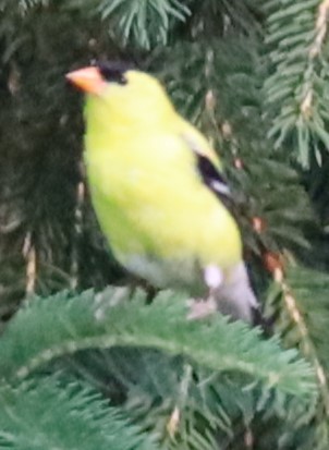 American Goldfinch - ML620784507