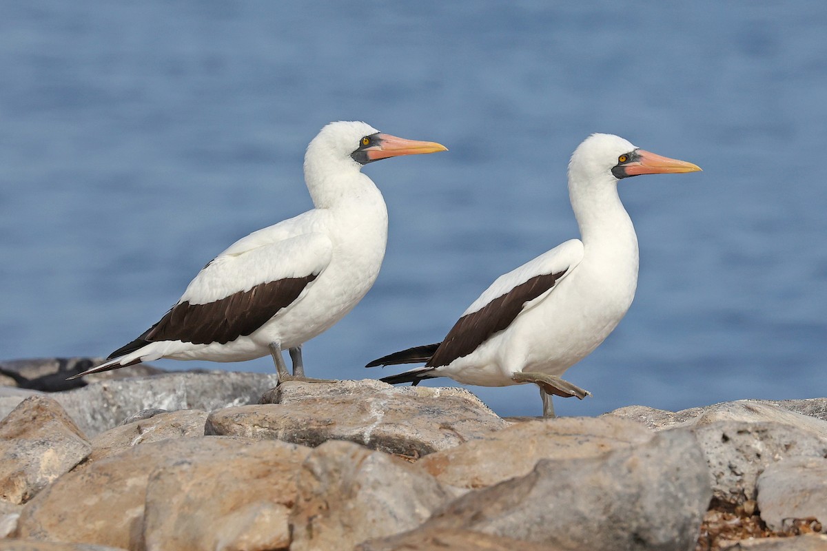 Nazca Booby - Michael O'Brien