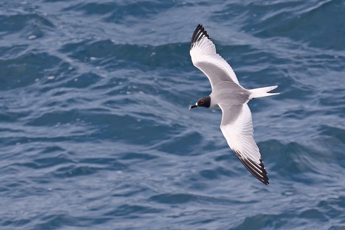 Swallow-tailed Gull - ML620784533