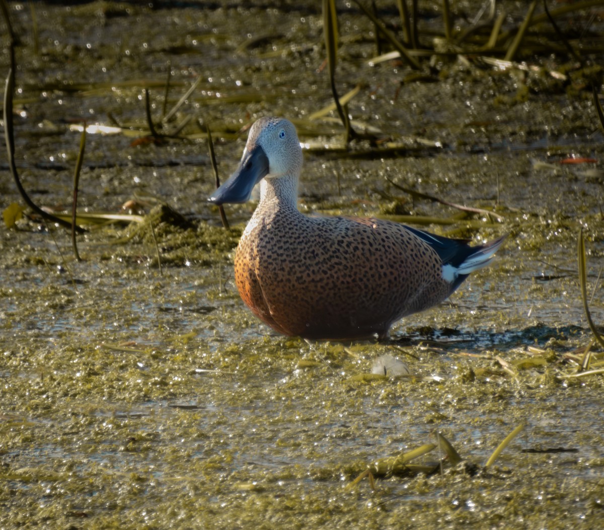 Red Shoveler - Felipe Silva Guzmán