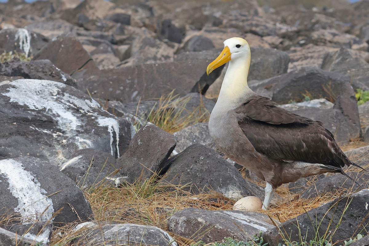 Albatros de Galápagos - ML620784540