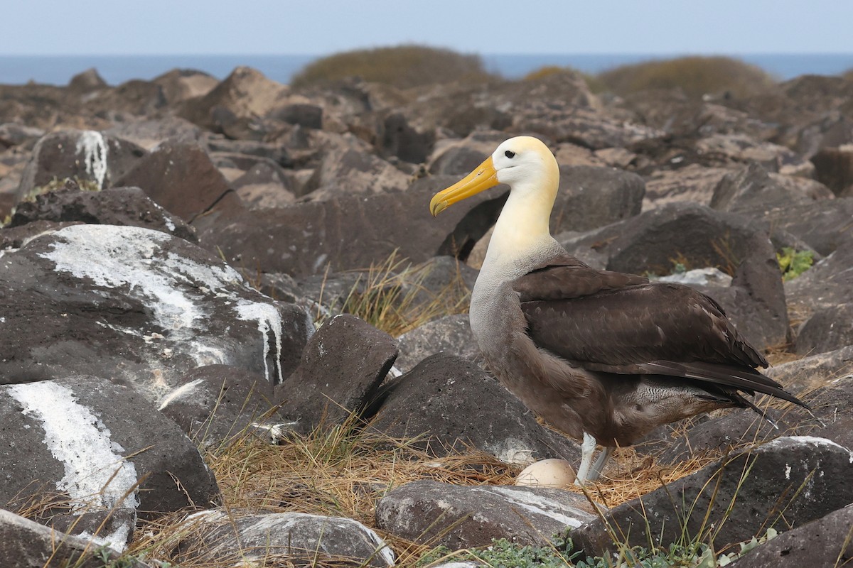 Albatros de Galápagos - ML620784546