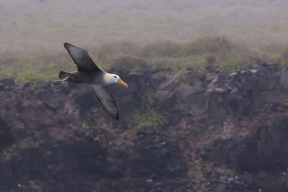 Albatros des Galapagos - ML620784555