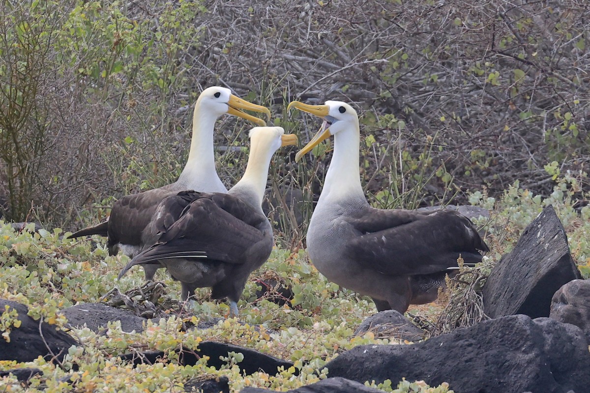 Albatros de Galápagos - ML620784558