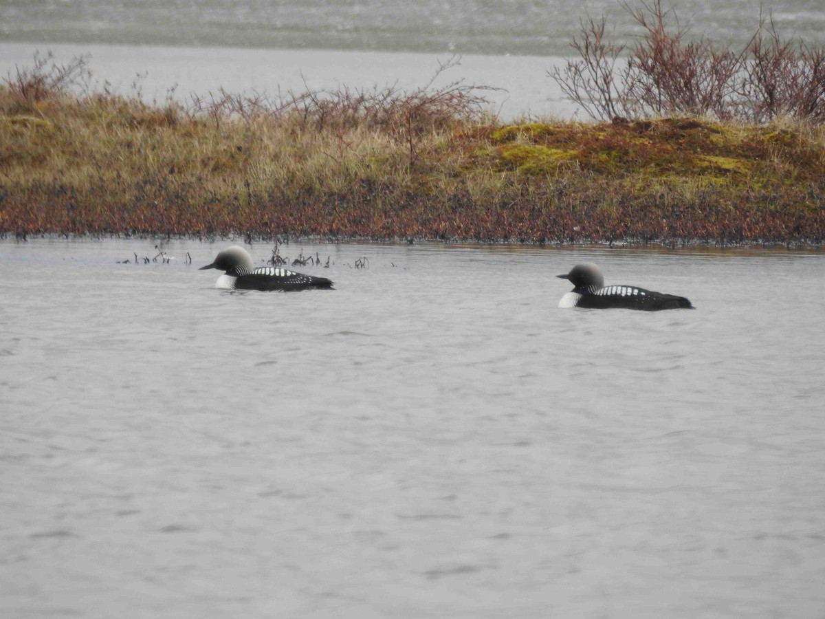 Pacific Loon - ML620784586