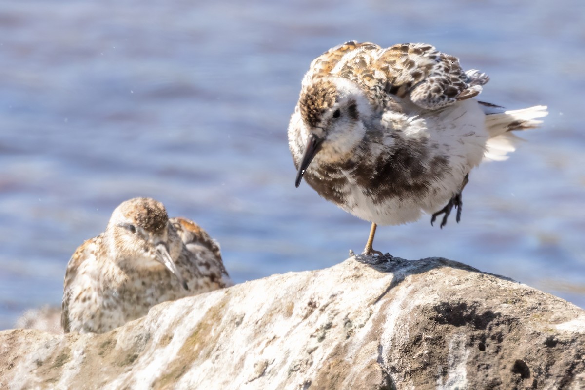 Beringstrandläufer (ptilocnemis) - ML620784588