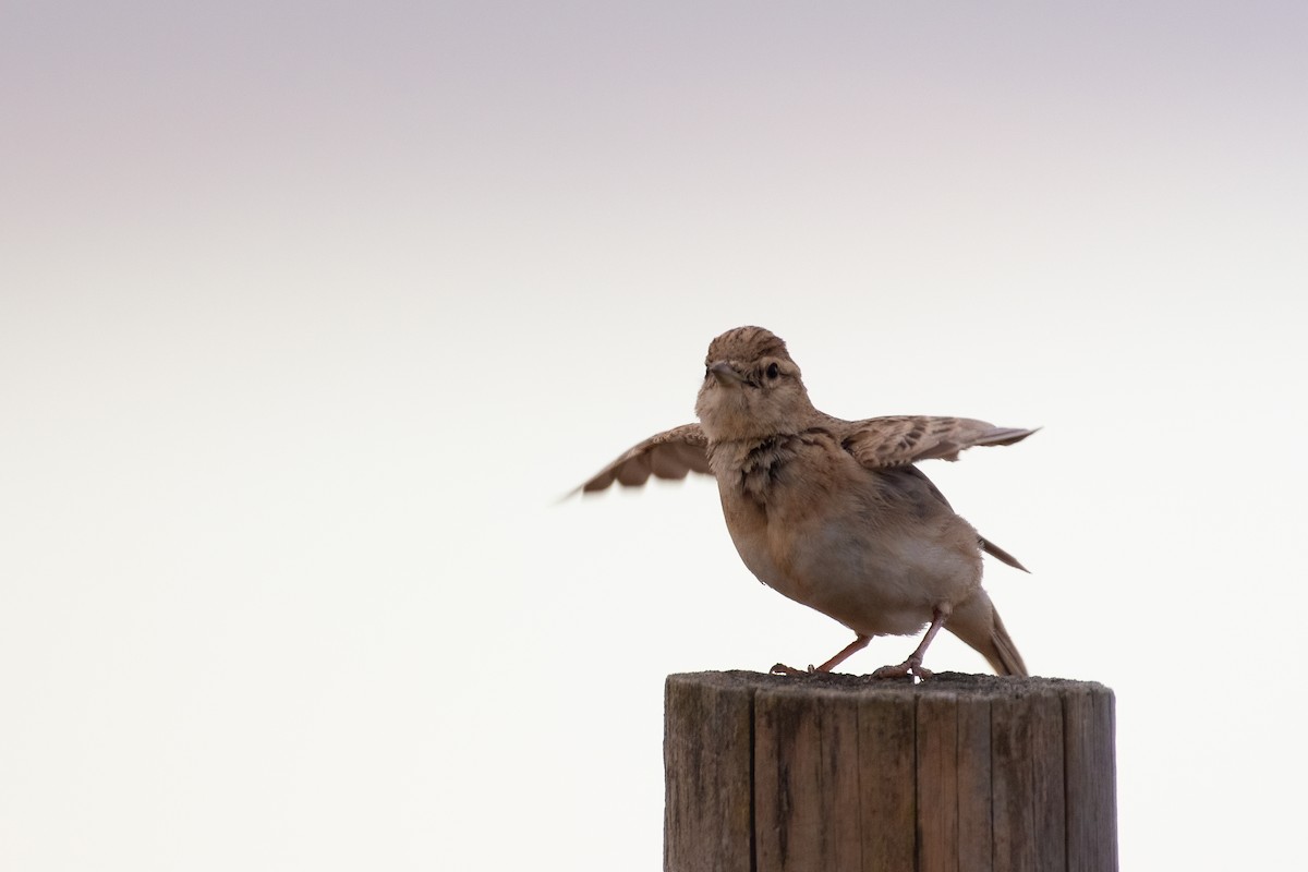 Greater Short-toed Lark - ML620784591