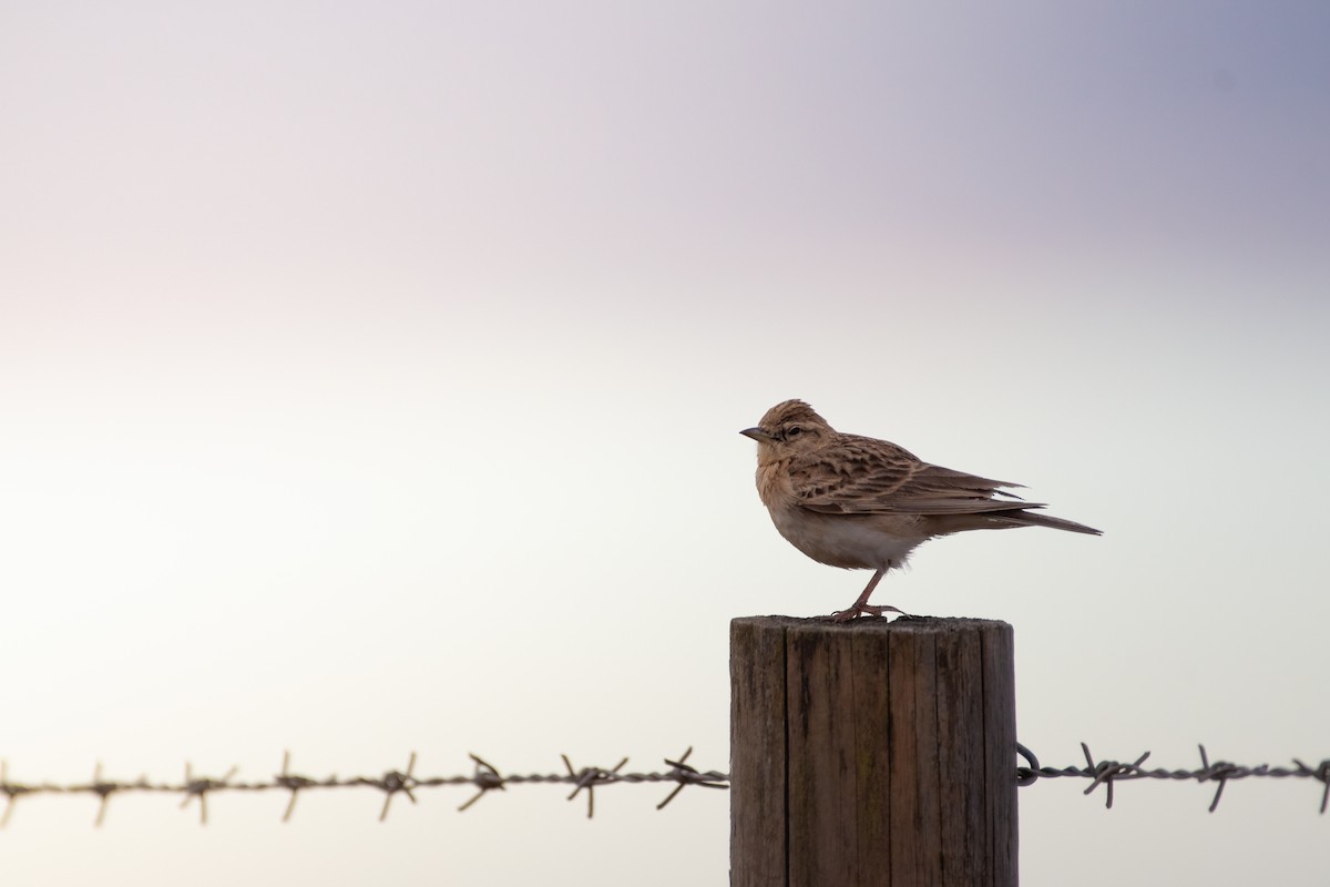 Greater Short-toed Lark - Ana Amaral