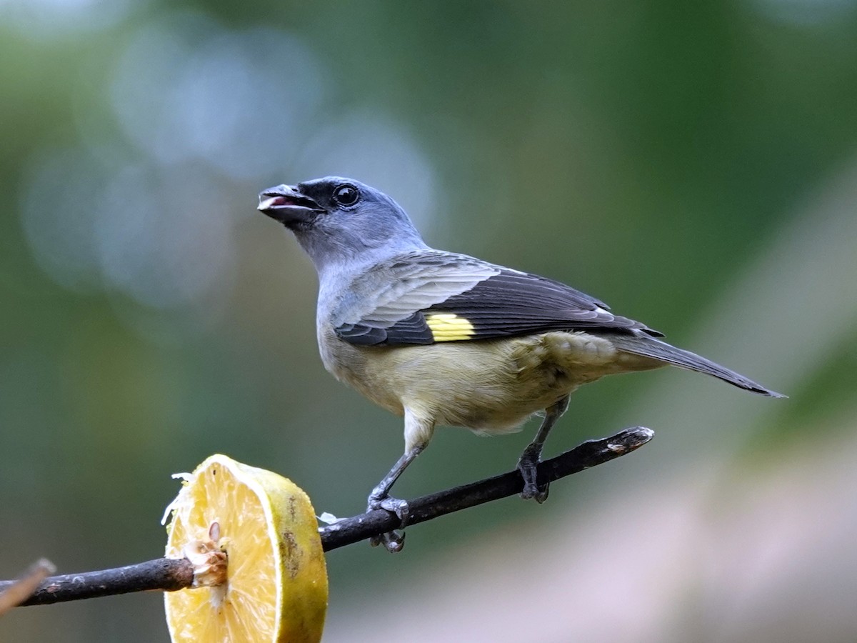 Yellow-winged Tanager - Paul Bartlett