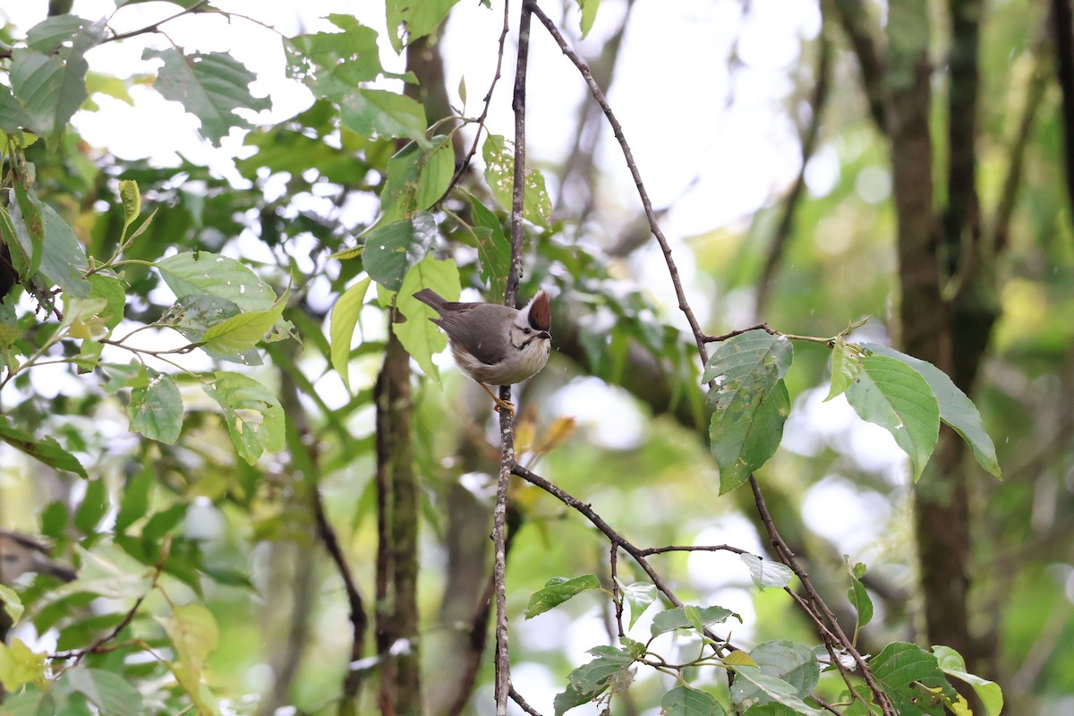 Yuhina de Taïwan - ML620784617