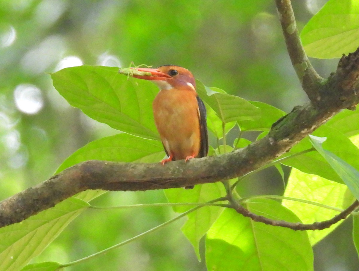 African Pygmy Kingfisher (Northern) - ML620784618