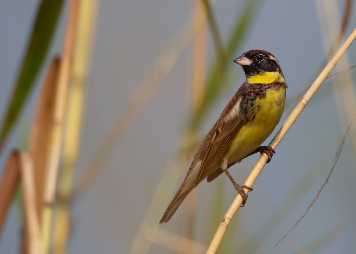 Yellow-breasted Bunting - ML620784634