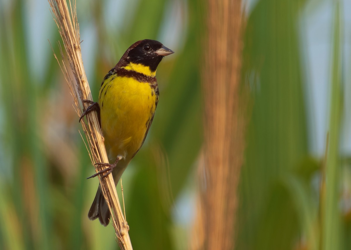 Yellow-breasted Bunting - ML620784635