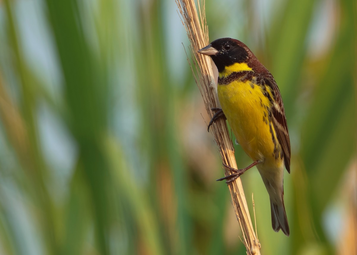 Yellow-breasted Bunting - ML620784636