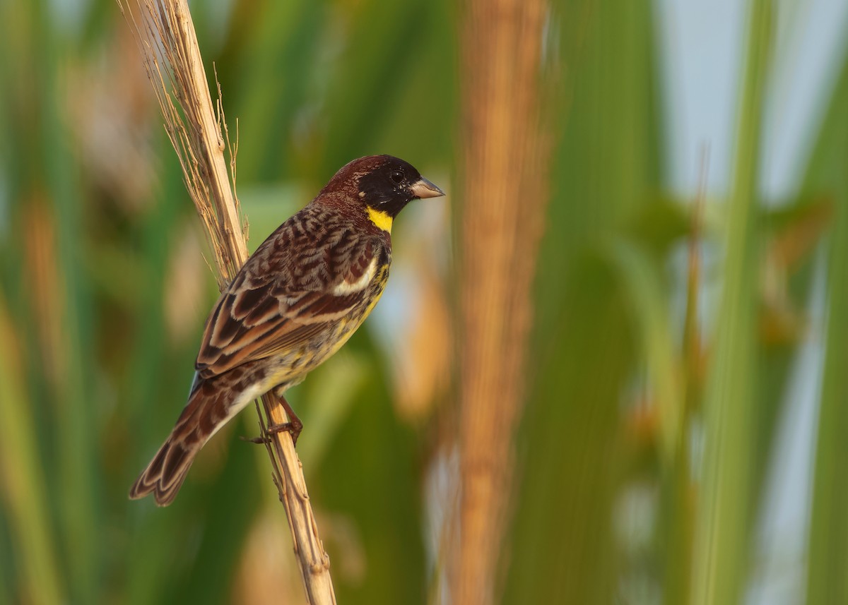 Yellow-breasted Bunting - ML620784637